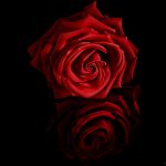 Rosaline