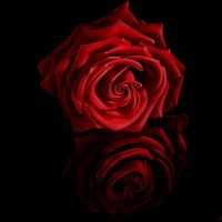Rosaline